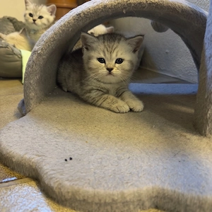 zuckersüsse Britisch kurzhaar kitten nur noch 1 Weibchen und ein Männchen zur verfügung