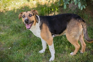 *TOBI*: Lieb, freundlich, sozial zu seinen Artgenossen, leinenführig, und er liebt die Menschennähe