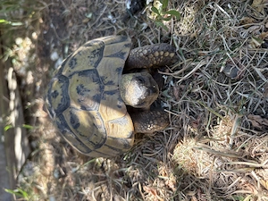 Griechische Landschildkröten (Thb) 0.5 zu verkaufen