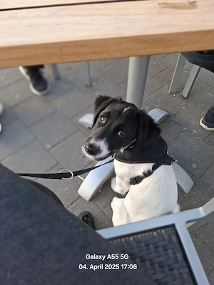 Mischlings Rüde zu Verkaufen 