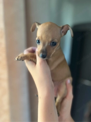 reinrassige Russkiy Toy Mädchen zu verkaufen! ähnlich Chihuahua , Rehpinscher , Prager Rattler. 