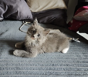 perser mix kater 