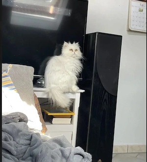 Perserkatze kastriert