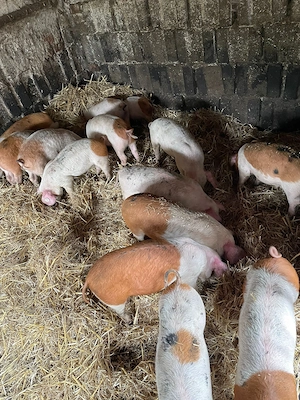 Ferkel 12 Wochen alt. 