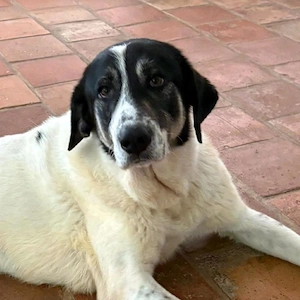 PANDA Tierschutz Hündin Hund