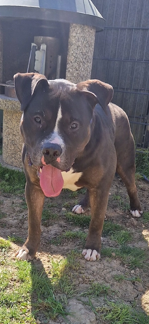 American bully rüde 