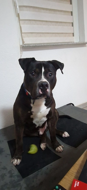 American bully rüde 