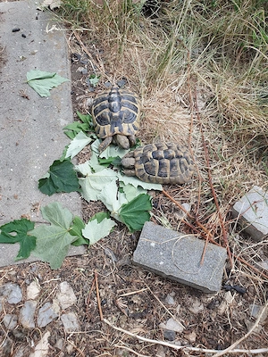 Landschildkröten NZ 2018 weiblich 