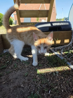  orangenes mädchen 