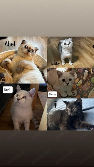 Süße BKH Kitten suchen ein liebevolles Zuhause