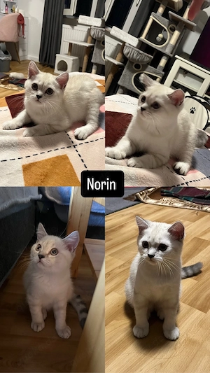 Süße BKH Kitten suchen ein liebevolles Zuhause