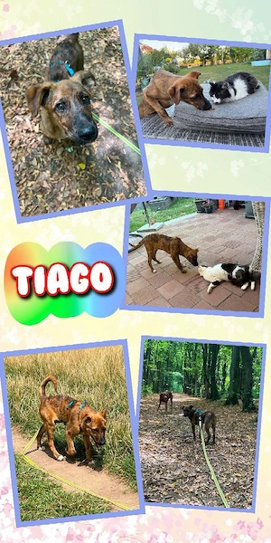 menschenbezogener, lieber, katzenverträglicher Welpenjunge "Tiago" sucht ein Zuhause 