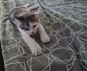Kitten Männlich 