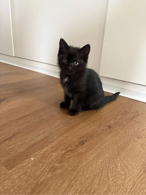 BKH Birma Mix Kitten Mädchen