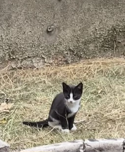 Junge Katze abzugeben 