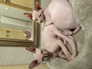 Zwei wunderschöne Sphynx-Kitten suchen ein liebevolles Zuhause