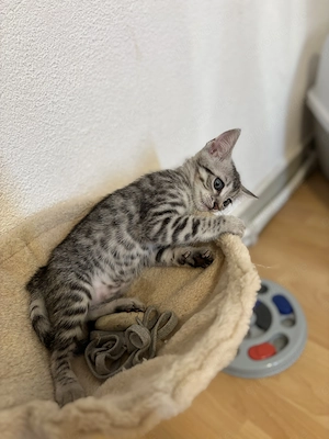 Bengal kitten  suchen ein neues
