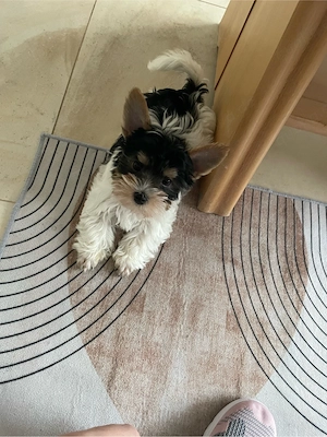 Biewer Yorkshire Terrier 