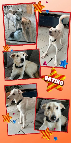 Herzenshund Rüde "Hatiko" (lieb, menschenbezogen, katzenverträglich uvm.) sucht ein Zuhause