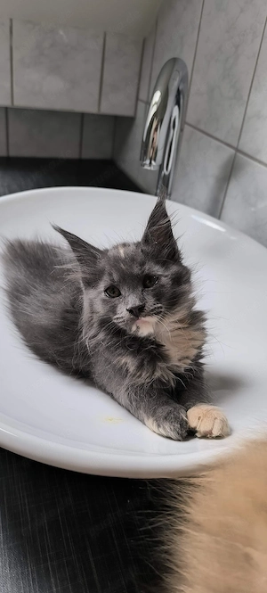 Typvolle Maine Coon Kitten 