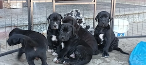 Doberdane Welpen Dobermann x Deutsche Dogge 
