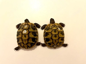 Griechische Landschildkröten 2025 Testudo hermanni boetgeri