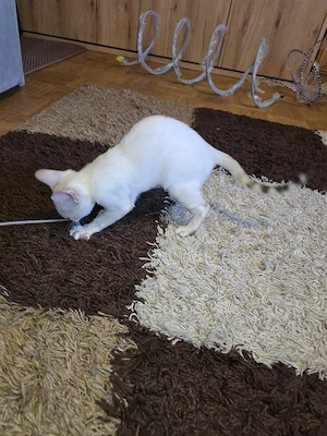 Abgabebereit Bengal Kitten wbl. Stammbaum Eltern 10 Tests Katze Kater