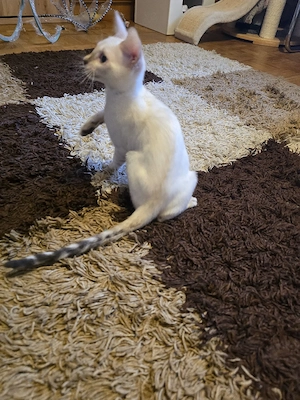 Abgabebereit Bengal Kitten wbl. Stammbaum Eltern 10 Tests Katze Kater Bild 3