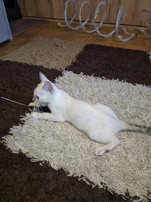 Abgabebereit Bengal Kitten wbl. Stammbaum Eltern 10 Tests Katze Kater