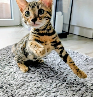 Eine zuckersüße Bengal-Kitten sucht noch ein Zuhause 