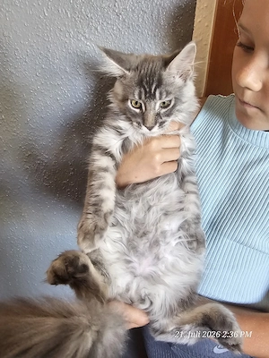 Maine Coon Kitten 