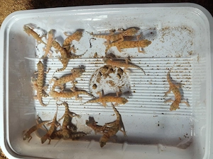 Stenodactylus sthenodactylus (Dünnfingergeckos) Gecko