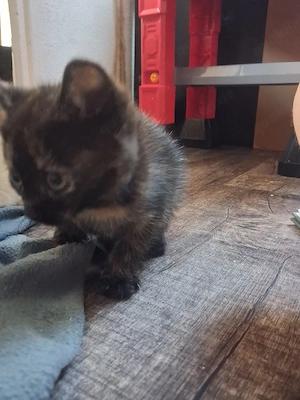 Katzen Baby 