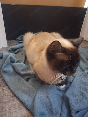 Katzen siam 