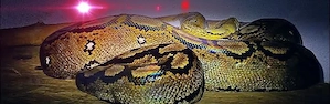 Vogelspinne 0.1  