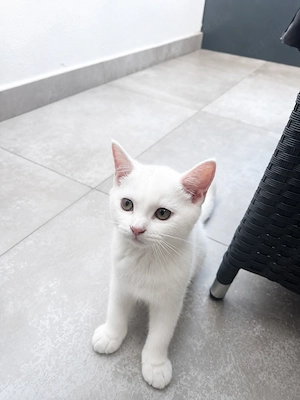 Britisch Kurzhaar (BKH) Kater sucht liebevolles Zuhause 