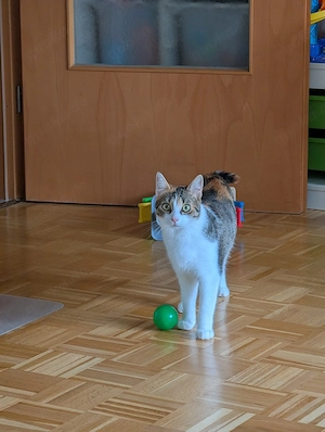 Katze Lilly sucht