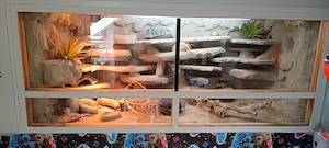 3 Leopardgeckos inklusive Terrarium und Zubehör