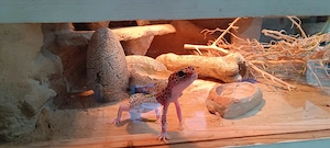 3 Leopardgeckos inklusive Terrarium und Zubehör