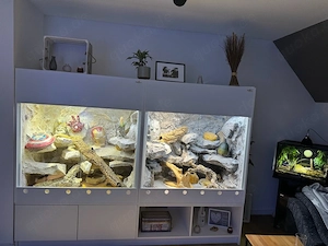 varanus acanthurus männchen inkl XXL Terrarium