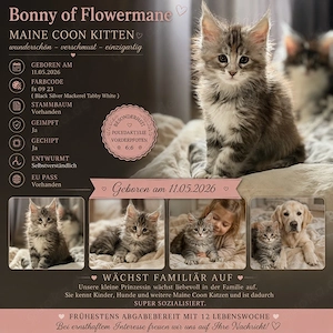 Reinrassiges Maine Coon Mädchen 