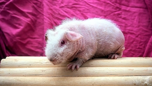 Skinny Pig Frühkastrate kastriert