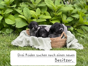 Deutsch Drahthaar Welpen 