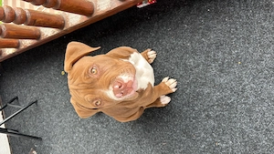 American Bully rüde fast 6 Monate 
