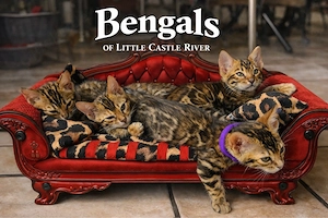 Bengal Kitten