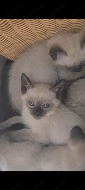 Reinrassige Siam Kitten