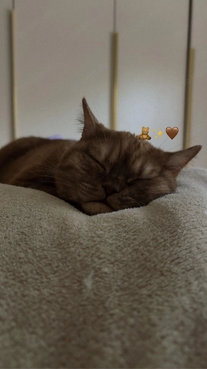 BKH Katze 