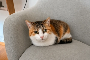 Wunderschöne 3-jährige Katze sucht ein liebevolles Für-immer-Zuhause
