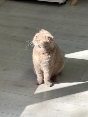Sher schöne katze
