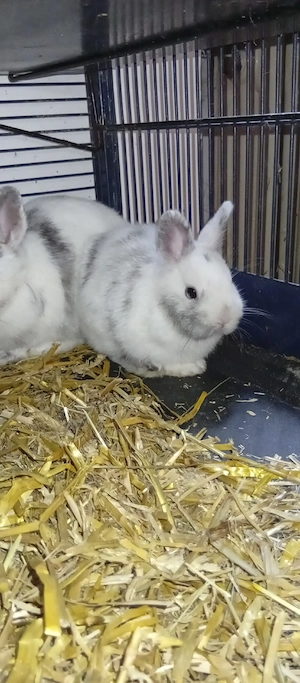 Zwergkaninchen Weiblich 